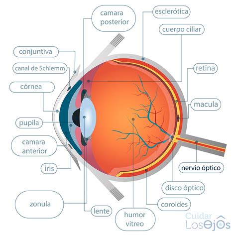 Anatomia Del Ojo Itb Ojo Humano Ojo | Images and Photos finder