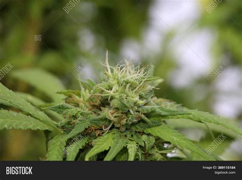 Cannabis Sativa. Close Image & Photo (Free Trial) | Bigstock