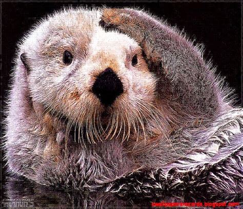 🔥 [70+] Sea Otter Wallpapers | WallpaperSafari