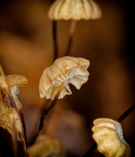 Marasmius Bulliardii Parachute Mushroom Springhare Flickr