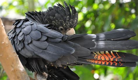 Какаду черный (30 фото) - красивые фото и картинки pofoto.club