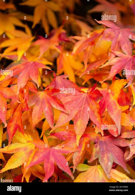 Japanese Maple Acer Palmatum In Beautiful Vivid Autumnal Colours Stock