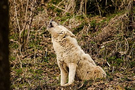 Royalty-Free photo: Gray and brown wolf on white snow howling during ...