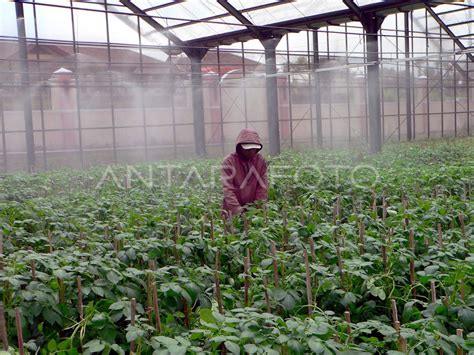 Varietas Kentang Antara Foto