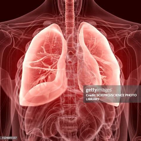 Inflamed Bronchial Tubes Photos And Premium High Res Pictures Getty