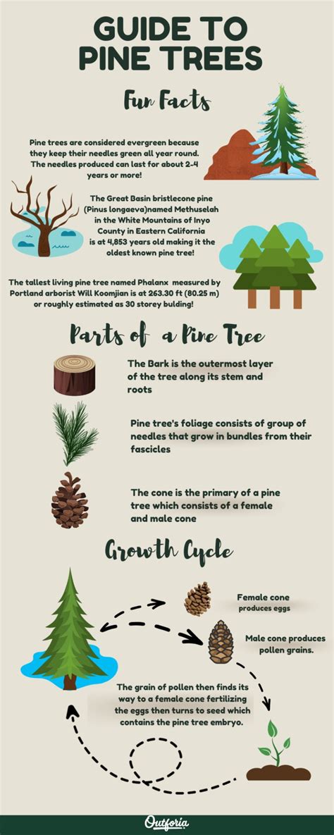 All 47 Types Of Pine Trees From Edible To Flammable Pictures And Facts