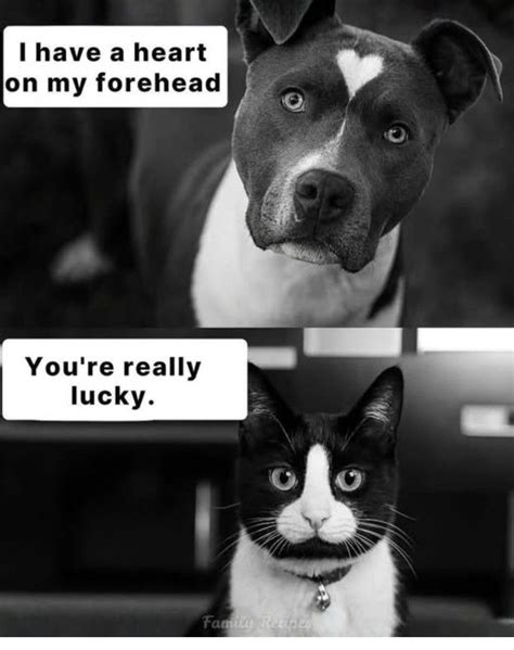 pin  erica galindo  funny animals funny cat memes funny pix