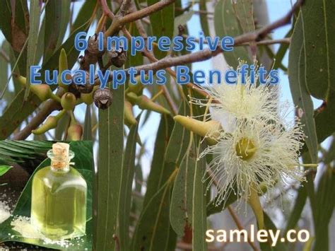 6 Impressive Eucalyptus Benefits Samley Co