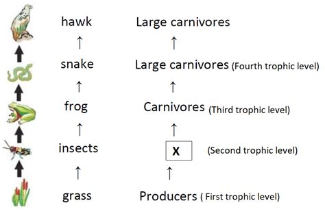 A Define Trophic Level Draw The Food Chain With Four Trophic Levels B What Will Happen If We