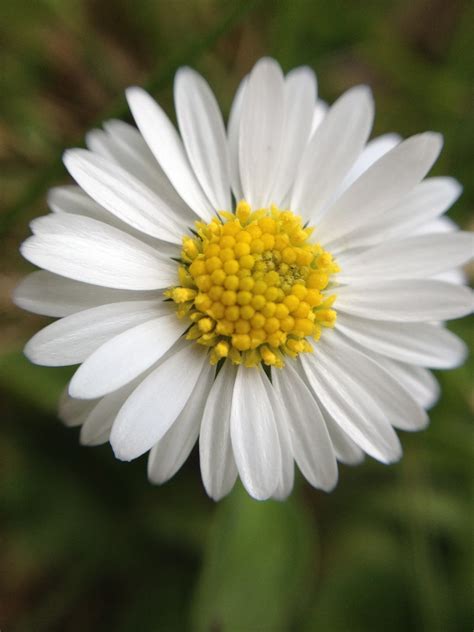 Macro Flowers Macro Susanne Nilsson Flickr