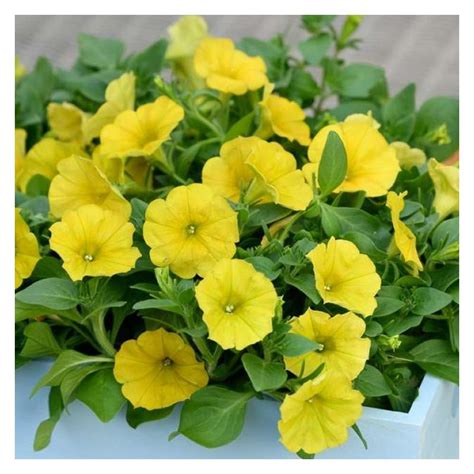 Petunia Hello Yellow