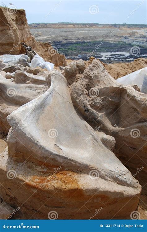 Mammoth fossil editorial stock image. Image of rock, fossil - 13311714