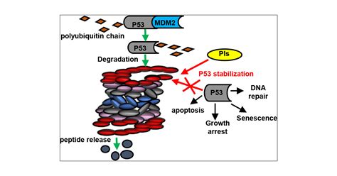 P53 Stability From The UbiquitinProteasome System And Specific 26S