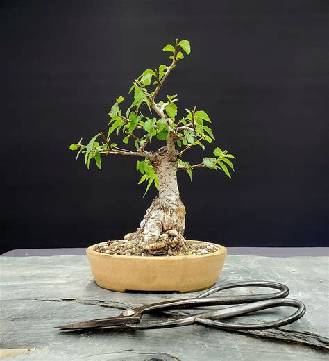 Shop Bonsai Los Angeles Kimura Bonsai Nursery