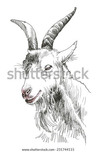 Goat Head Hand Drawn Isolated On Stock Vector Royalty Free