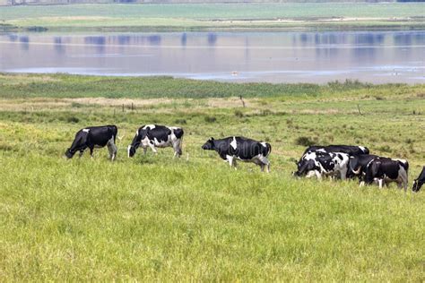 Cattle In Green Pastures Stock Photo Image Of Grass 88806516