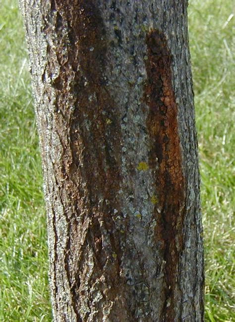 Maple Tree Diseases Common Problems With Maples The Tree Center™