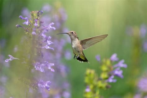 Colibri à Queue Large Photos Banque Dimages Et Photos Libres De Droit