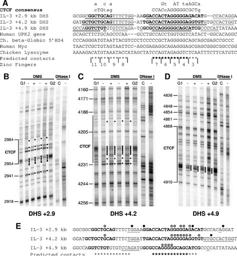 DMS And DNase I In Vivo Footprinting Of CTCF Sites Downstream Of The