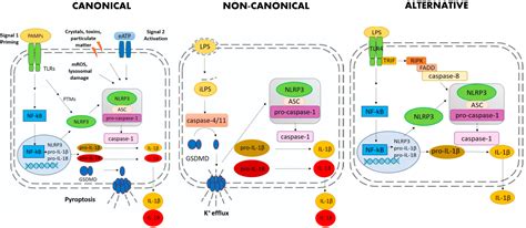 Ijms Free Full Text Cellular Models And Assays To Study Nlrp3