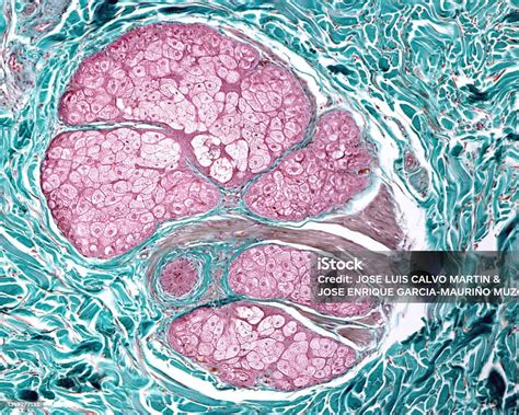 Kulit Manusia Kelenjar Sebaceous Foto Stok Unduh Gambar Sekarang