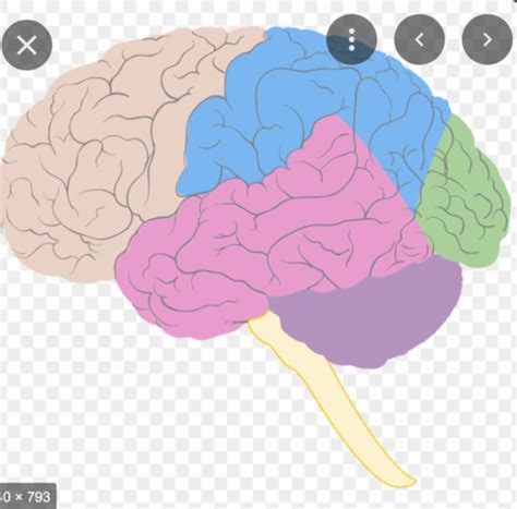 Physiological Exam 2 Flashcards Quizlet