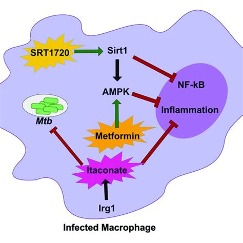 Host Metabolic Networks Modulate Tolerance To Mtb Infections