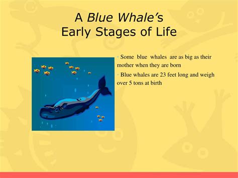 Blue Whale Life Cycle Stages