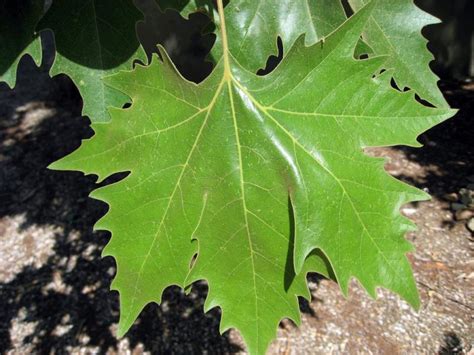 Platane à Feuilles D érable Platanus X Acerifolia Taille Bouturage Entretien