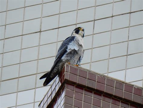 Foto Falc O Peregrino Falco Peregrinus Por Lawrence Rabelo De Almeida