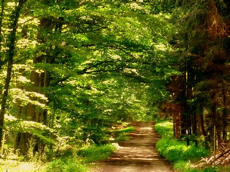 la découverte de la forêt française