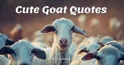 100 Greatest Of All Time Goat Quotes Goat Quotes For Instagram