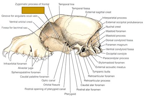 Flashcards Vets Anatomy