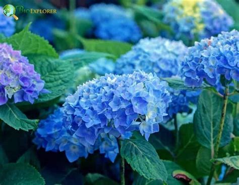 Hortensia Flower | hydrangea | BioExplorer.net