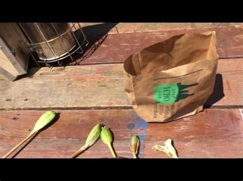 Propagating Tulip Seeds YouTube Tulip Seeds Propagation Tulips