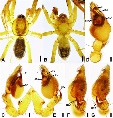 Otacilia Nanhuashanica Sp Nov Male Holotype A Habitus Dorsal View