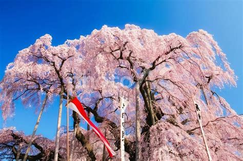 青空の下にそびえたつ三春滝桜 No 23743578｜写真素材なら「写真ac」無料（フリー）ダウンロードok