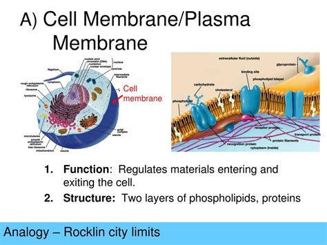 Ppt Cell Organelles Analogy Powerpoint Presentation Free Download Id 9108074