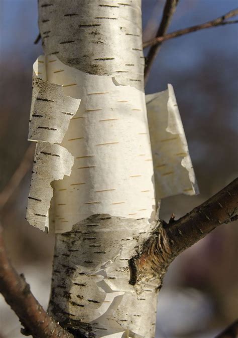 Harvesting Birch Bark For Crafts Artofit