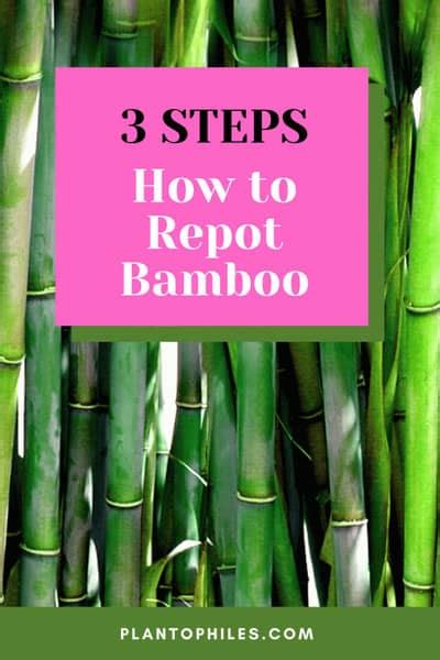 3 Essential Steps How To Repot Bamboo Do It Like A Pro