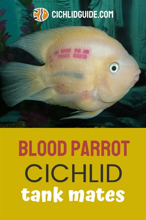 Blood Parrot Cichlid Tank Mates [Plus 11 Compatibile examples]