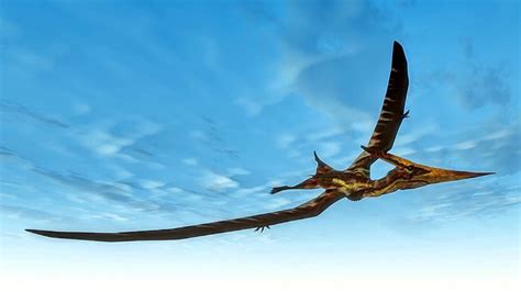 Flying Pteranodon Bird, Beak, Pterosaur, Wild PNG Transparent Image and ...