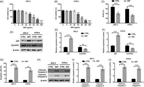 Functions Of Nef In Choriocarcinoma Cell Proliferation And Apoptosis