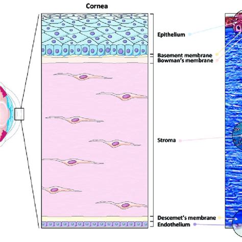 Schematic Of The Human Cornea And Histology Left Panel Schematic View