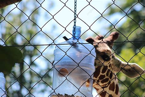 Captivating Snapshots Of Wildlife And Natural Scenery At Schoenbrunn