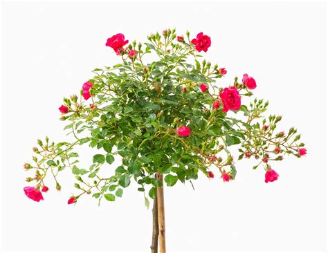 Bodendeckerrose Rody ® - Rosa Rody ® günstig kaufen