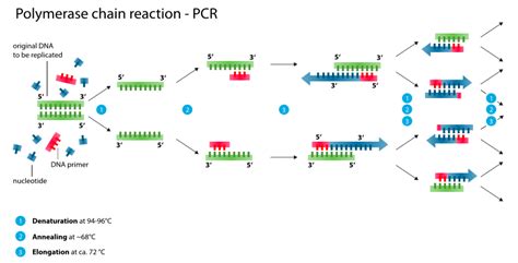 Un Paseo Por La Ciencia La Reacci N En Cadena De La Polimerasa Y Su