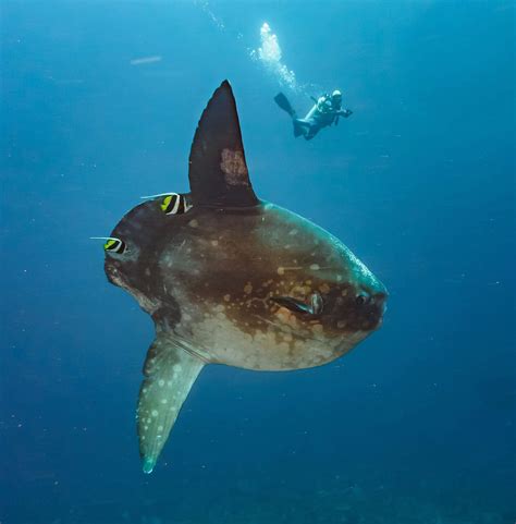 300 best Mola images on Pholder | Epic Seven, Nature Is Fucking Lit and