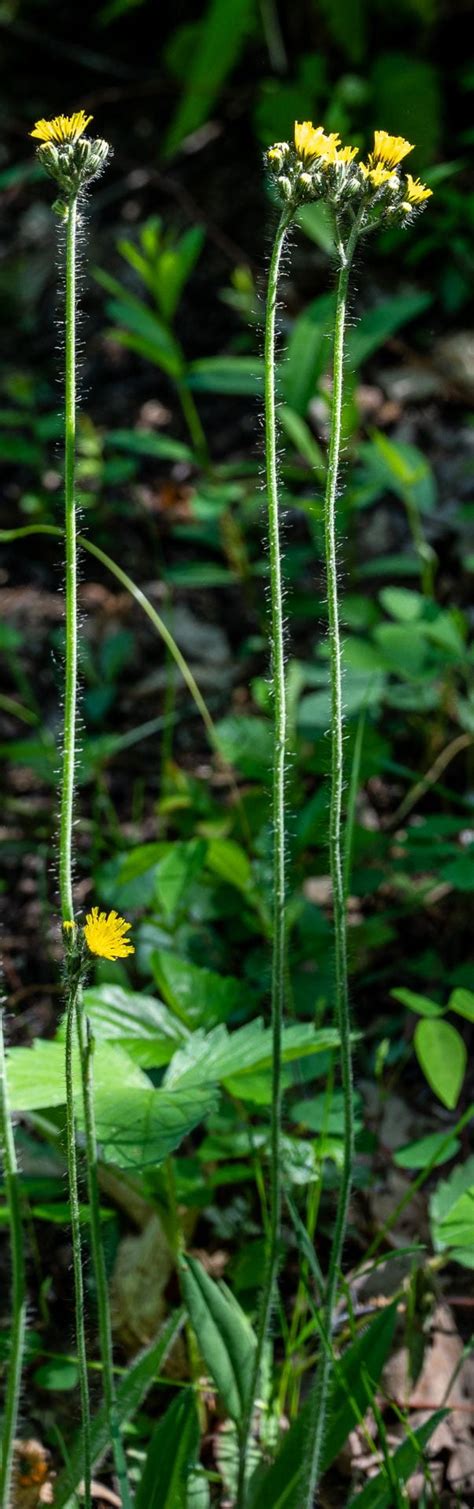 Meadow Hawkweed Hieracium Caespitosum MC 2 Nature Photography