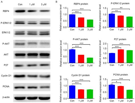 Involvement Of Rbp In Alltrans Retinoic Acid Induced Cleft Palate